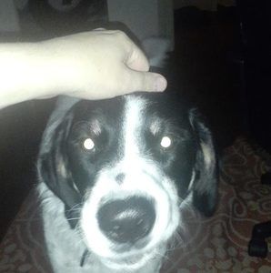 Meet your Posher, Jesse